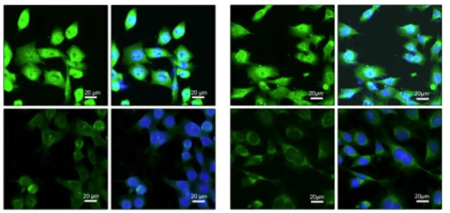 צביעה פלורסנטית