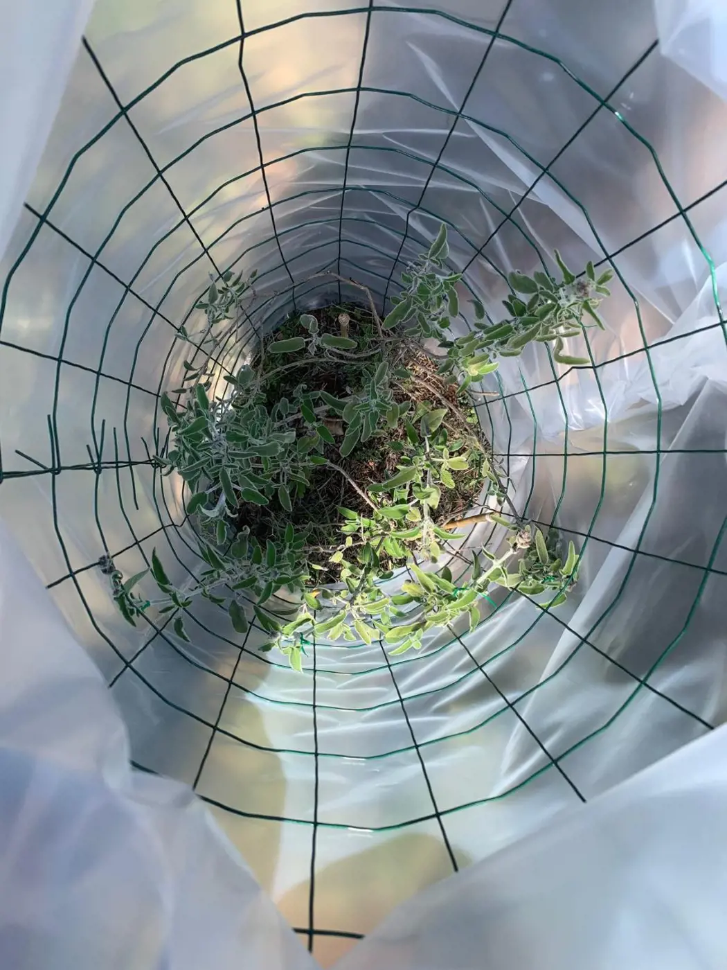 מרווה, מתוך הניסוי. התרומה לטבע של האבק המדברי. צילום: ד"ר דני פלחן